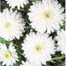 Argyanthemum Snow, Daisy