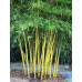 Bamboo China gold