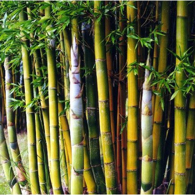 Bamboo Oldhamii, clumping bamboo