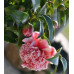 Camellia japonica Volunteer
