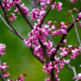 Cercis canadensis, Forest Pansy