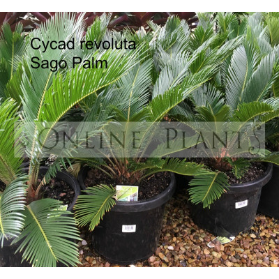 Cycad Revoluta Sago Palm