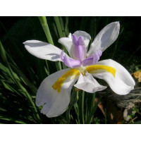 Dietes Iridioides Butterfly Iris