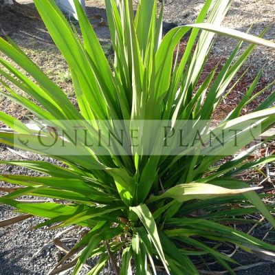 Doryanthes Excelsa Gymea Lilly