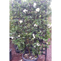 Espalier Camellia Sasanqua/Japonica 