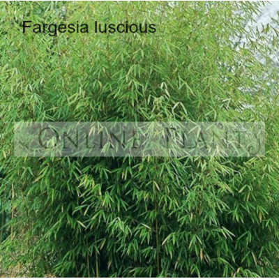 Fargesia Luscious bamboo