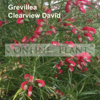 Grevillea Clearview David