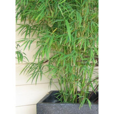 Drepanostachyum falcatum, Himalayan weeping bamboo