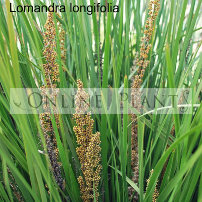 Lomandra Longifolia Mat rush