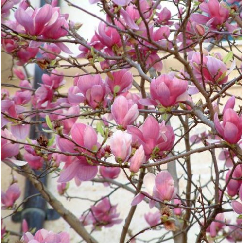 Magnolia Soulangeana Tree for Sale - Online Plants Australia
