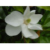 Magnolia Grandiflora St Mary