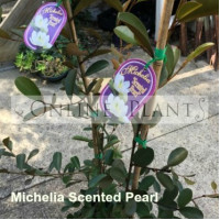 Michelia Yunannense Scented Pearl