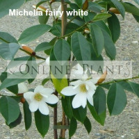 Michelia Fairy White Magnolia