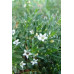Myoporum Parvifolium Yareena