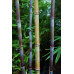 Himalayacalamus porcatus Nepalese blue bamboo
