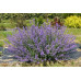 Nepeta Walkers Blue Catmint
