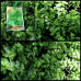 Pittosporum Tenuifolium 'Green Pillar'