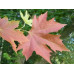 Platanus orientalis insularis, Autumn Glory