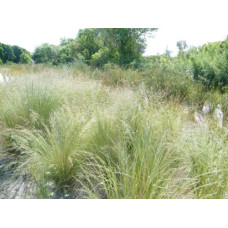 Poa Sieberiana Grey Tussock Grass