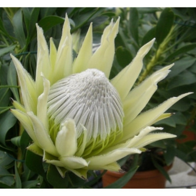 Protea White Crown