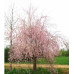 Prunus subhirtella Weeping Cherry Double Pink