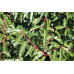Prunus lusitanica, portugese laurel