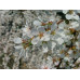 Prunus snofozam Falling Snow 