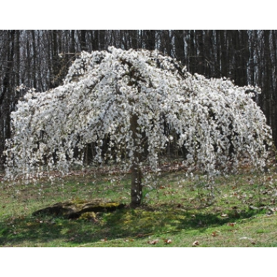 Prunus subhirtella Pendula Alba