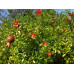 Punica Granatum Nana Dwarf Pomegranate