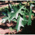 Quercus palutrus Pringreen