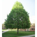 Tilia cordata Greenspire Linden Tree