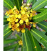 Tristaniopsis laurina, Kanooka Water Gum