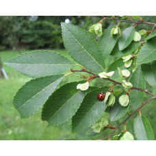 Ulmus parvifolia, chinese elm