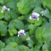 Viola Hederacea Native Violet